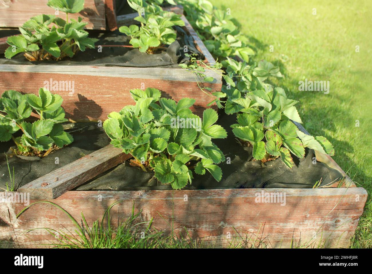 Erdbeeren wächst in angehobener Garten Bett. Pyramide angehoben Garten Stockfoto