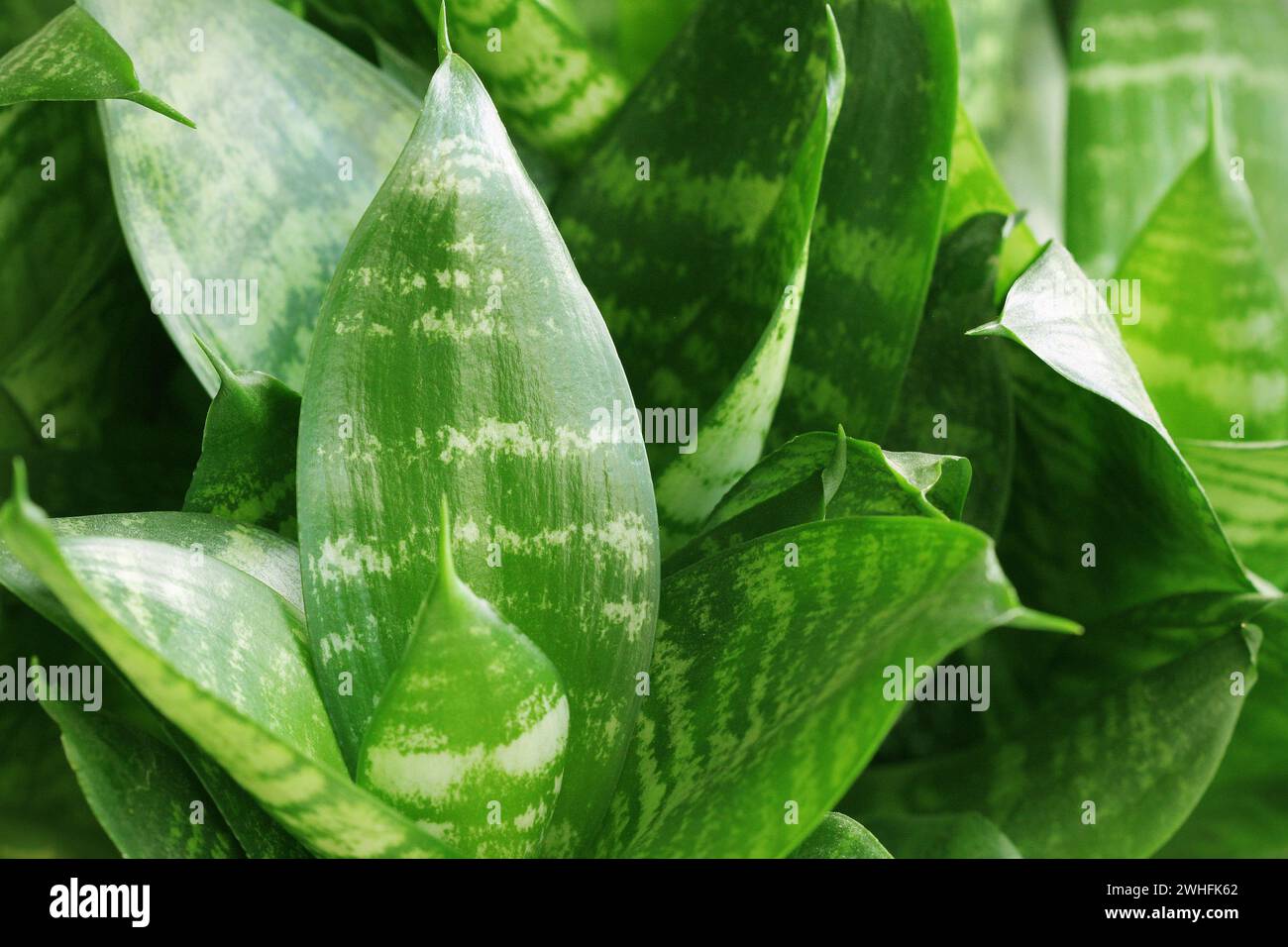 Hintergrund mit grünen tropischen Blättern. Natur Konzept Stockfoto