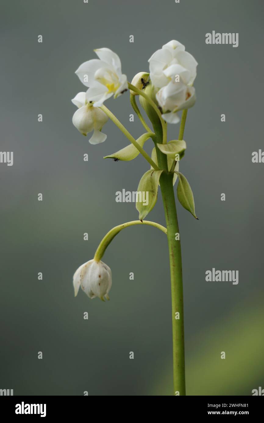 Eulophia nuda (spektakuläre Eulophia, Amarkand). Diese Pflanze wurde für die Behandlung von Tumoren, Skrofulous Drüsen des Halses verwendet Stockfoto