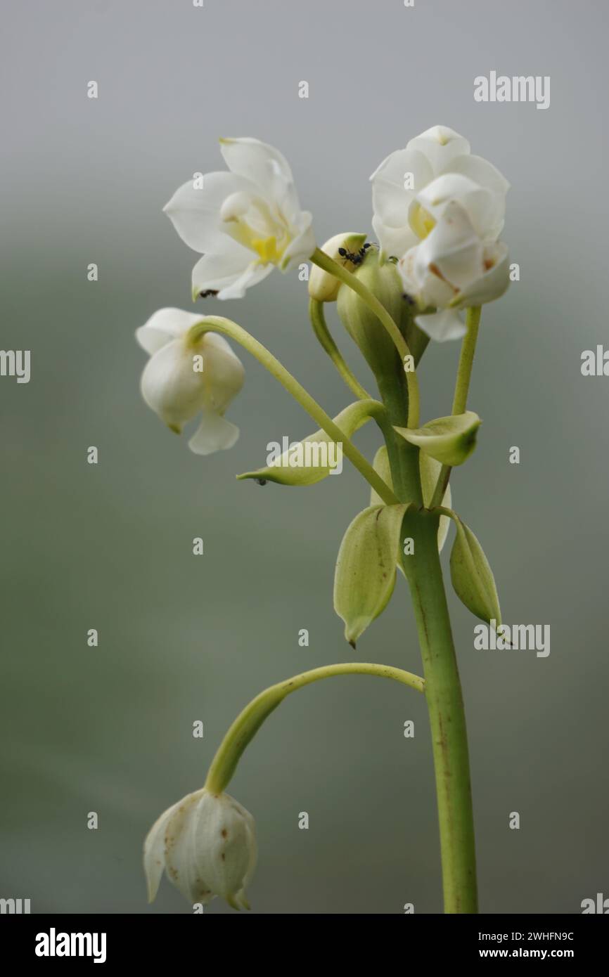 Eulophia nuda (spektakuläre Eulophia, Amarkand). Diese Pflanze wurde für die Behandlung von Tumoren, Skrofulous Drüsen des Halses verwendet Stockfoto
