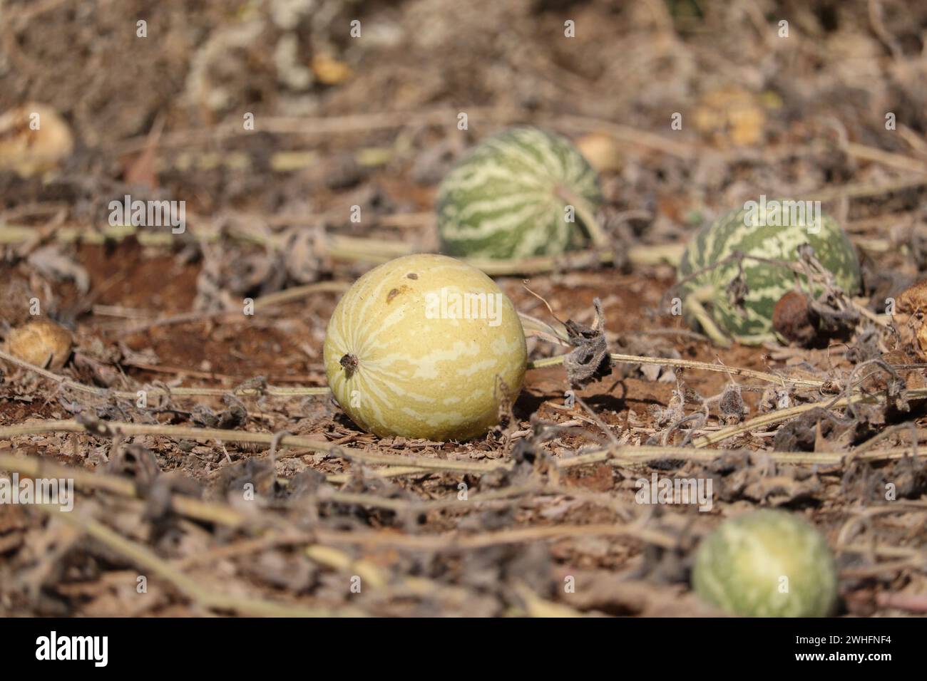 Früchte von Bitterapfel / Kolocynth (Citrullus colocynthis) Stockfoto