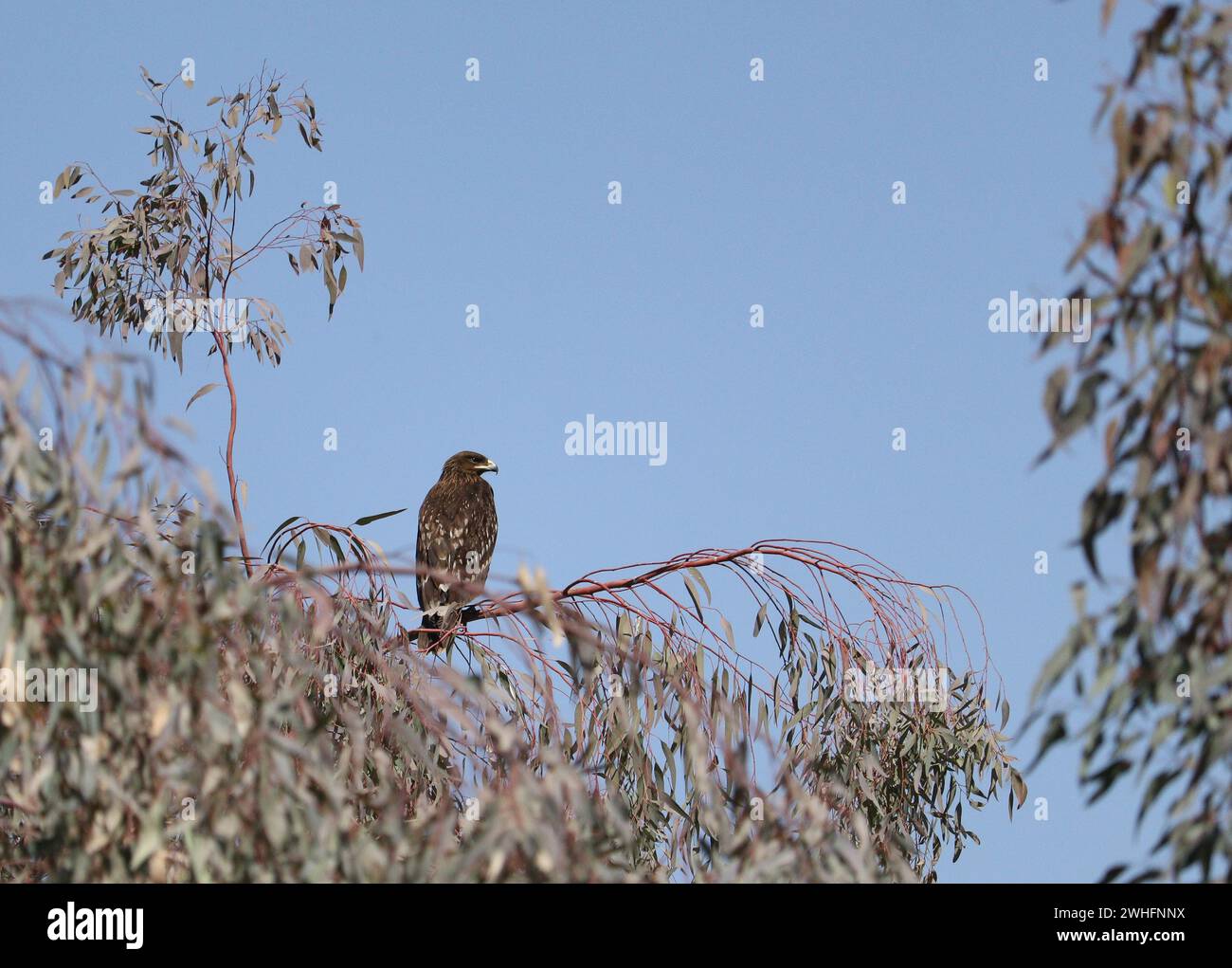 Großer Fleckenadler auf einem Baum Stockfoto