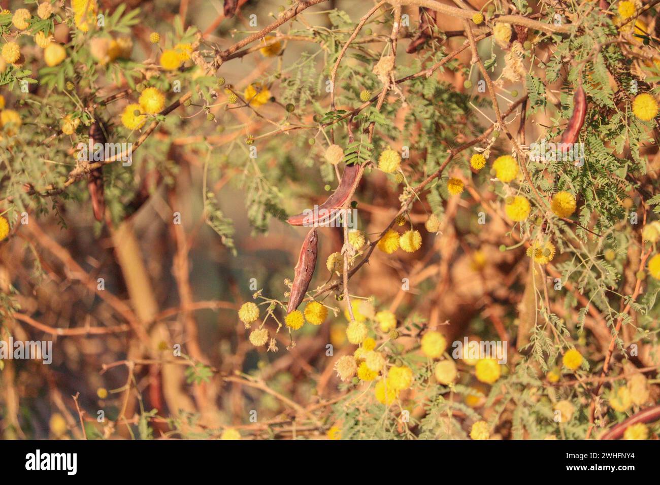 Tropische nilpflanzen Stockfoto