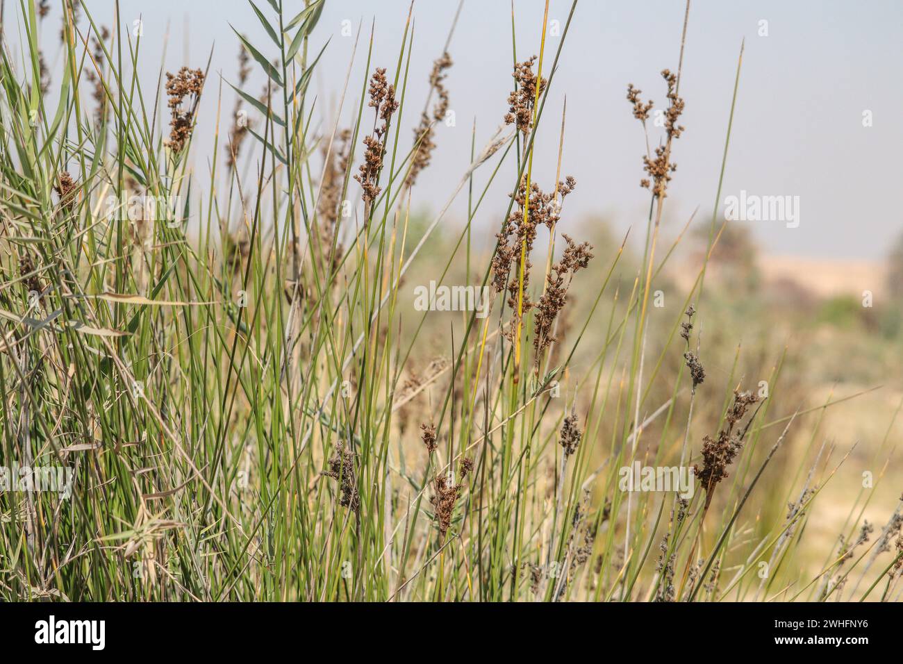 Tropische nilpflanzen Stockfoto