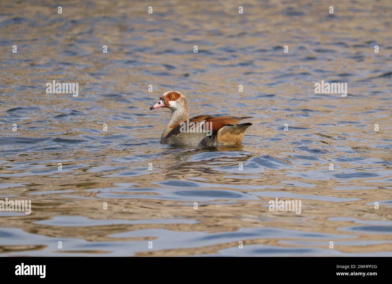 ägyptischer Gänsevogel schwimmt auf dem Nil Stockfoto