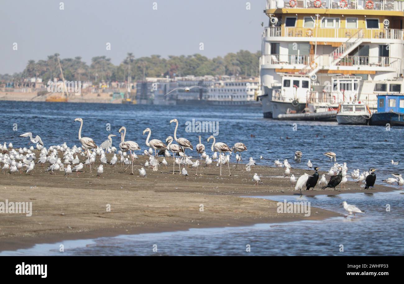 Verschiedene Zugvögel am Nil in Assuan, Ägypten Stockfoto