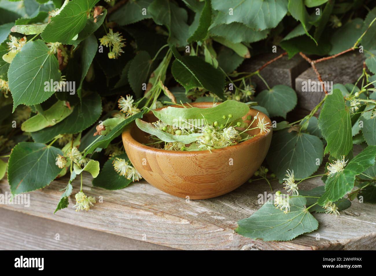 Lindenblüten mit Blättern in Holzschüssel auf Holztisch. Tilia Stockfoto