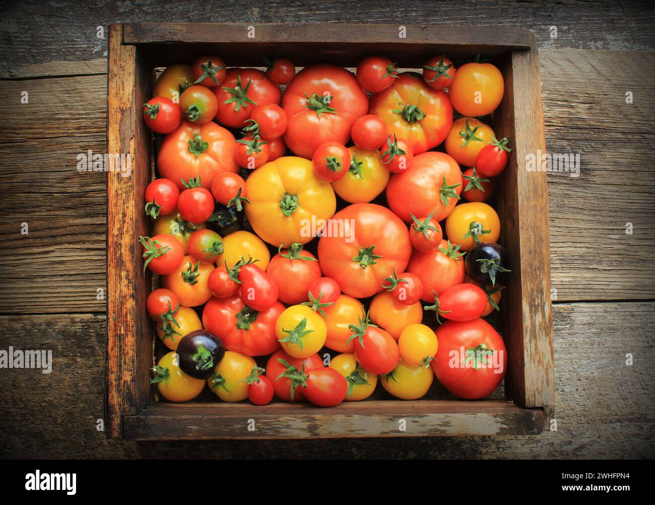 Holzkiste gefüllt mit frischem Wein gereift heirloom Tomaten aus Farmers Market Stockfoto