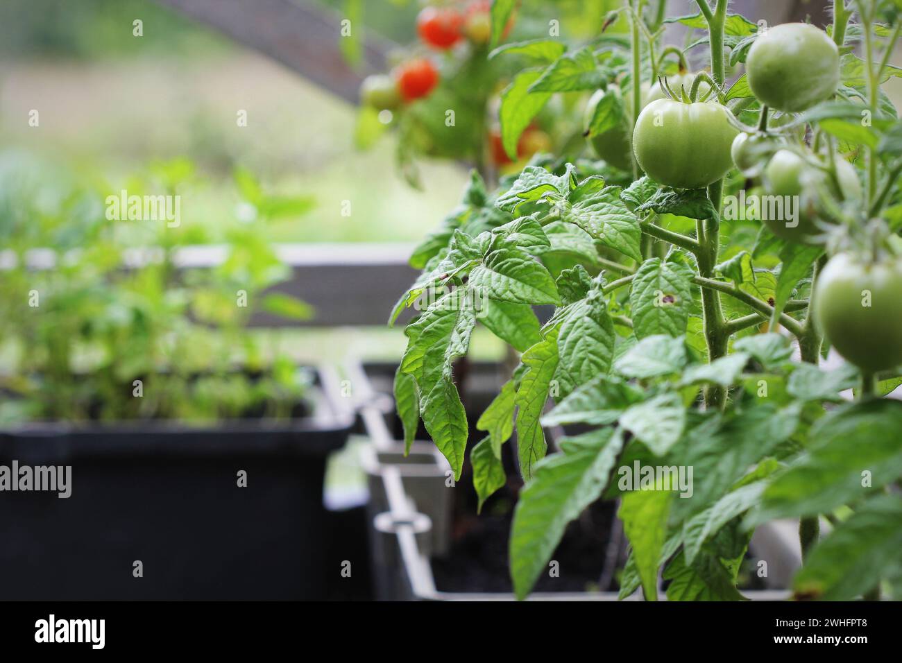 Gemüsegarten auf Terrasse. Tomaten Sämling wächst in Container Stockfoto