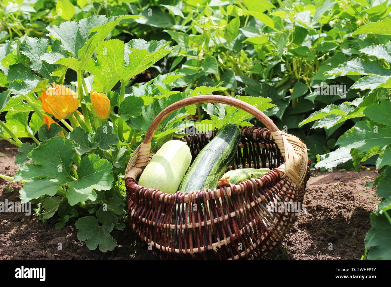Zucchini Pflanzen in Blüte auf den Garten ausgestattet. Volle Korb von fresf Squash Stockfoto