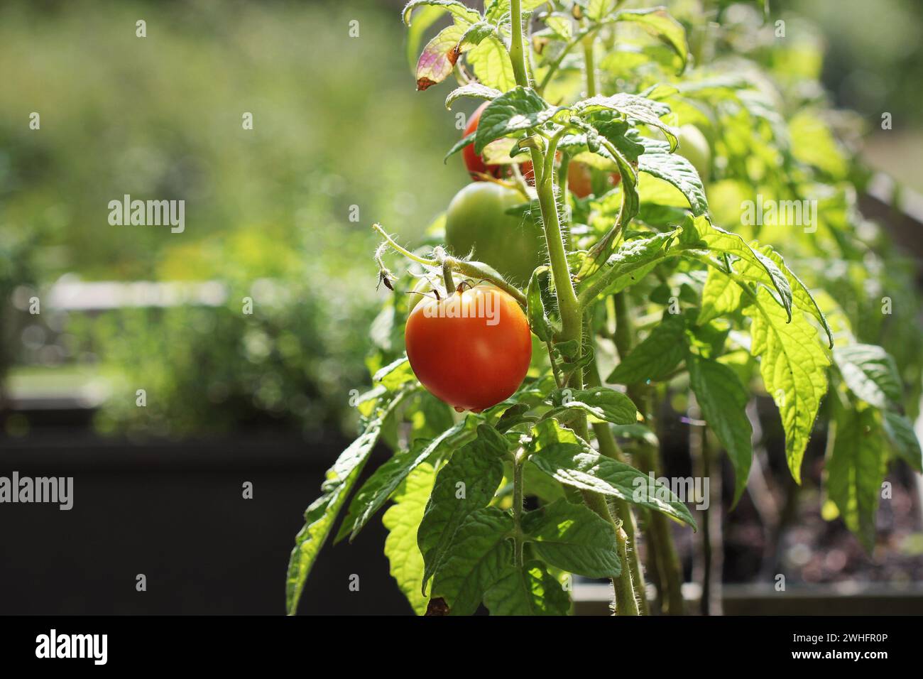 Container Gemüse im Garten arbeiten. Gemüsegarten auf Terrasse. Kräuter, Tomaten wachsen in Container Stockfoto