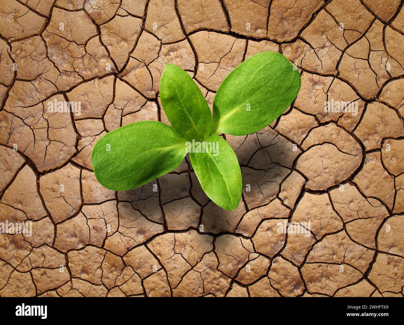 Trockener Boden mit junger Pflanze Stockfoto