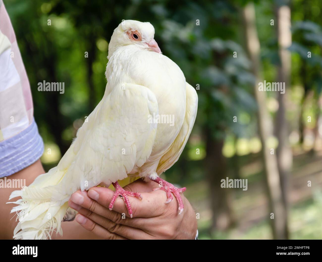 Wunderschöner Taubenvogel im Park an einem Sommertag Stockfoto