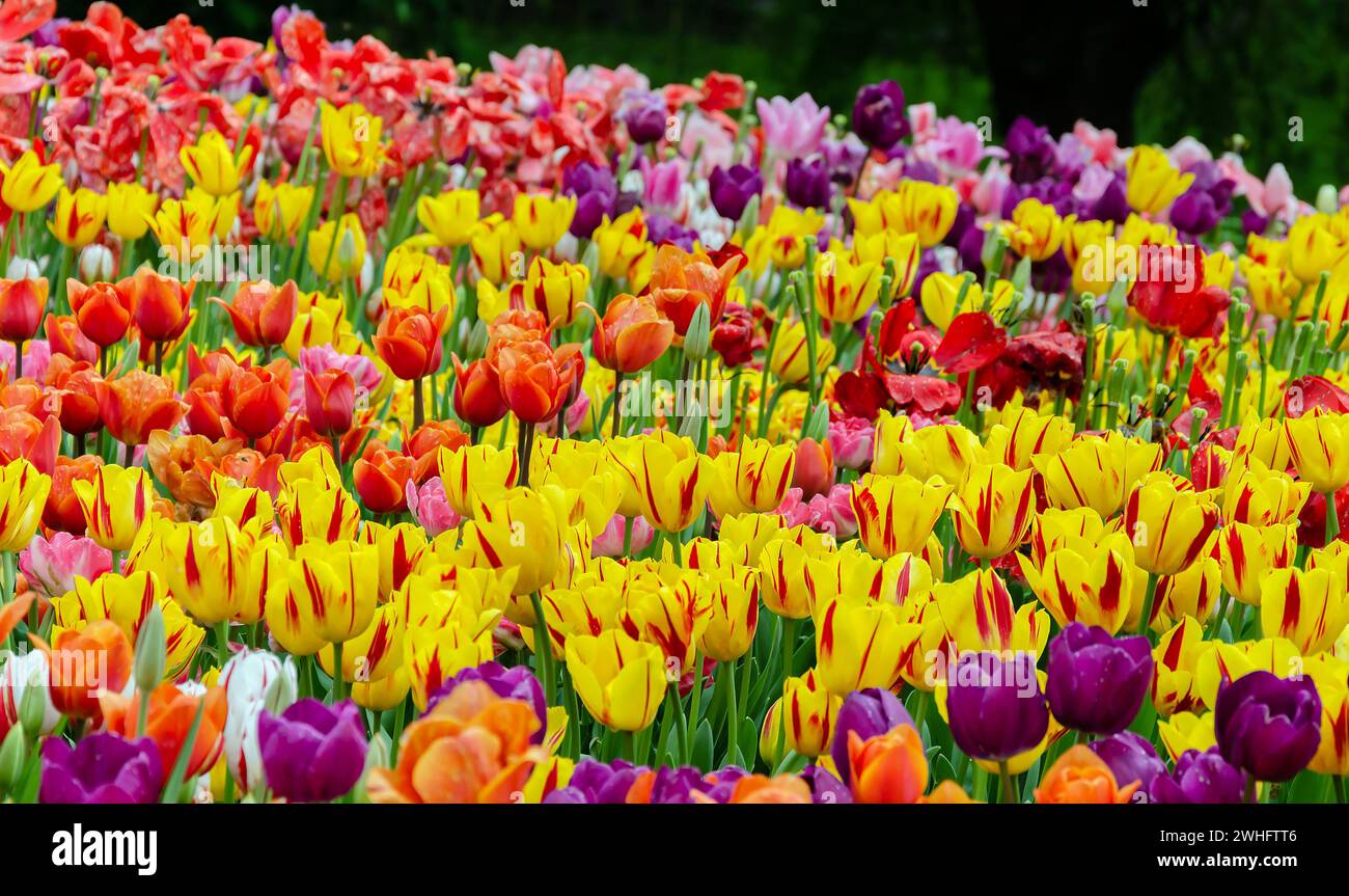 Tulpen, helle schöne Farbe, blühen im Garten auf dem offenen Feld, warmer Frühlingstag, Nahaufnahme Stockfoto