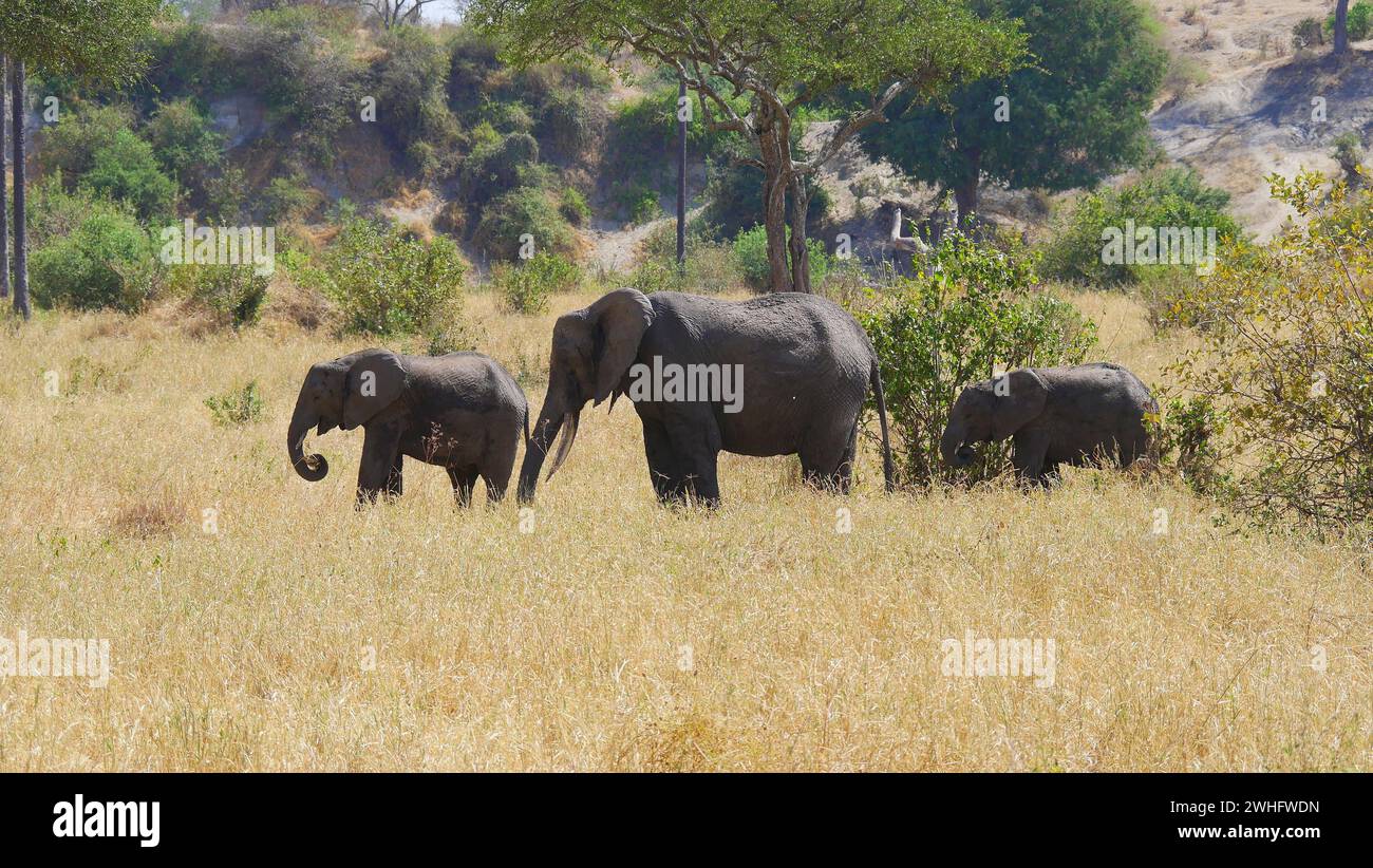 Kleine Elefantenherde mit drei Elefanten in der Savanne Ostafrikas, mit Jungtieren Stockfoto