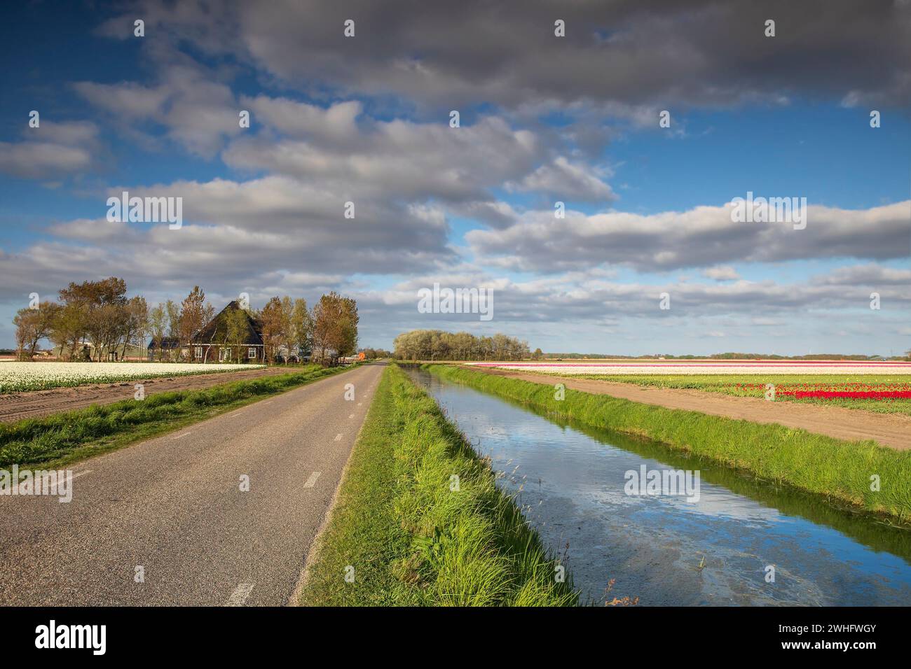 Wunderschönes niederländisches Farmland an sonnigen Tagen Stockfoto