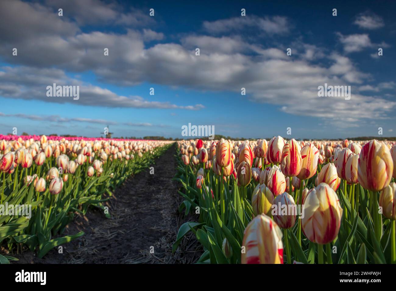 Schöne weiße und rote Tulpen auf dem Feld mit Windmühle Stockfoto