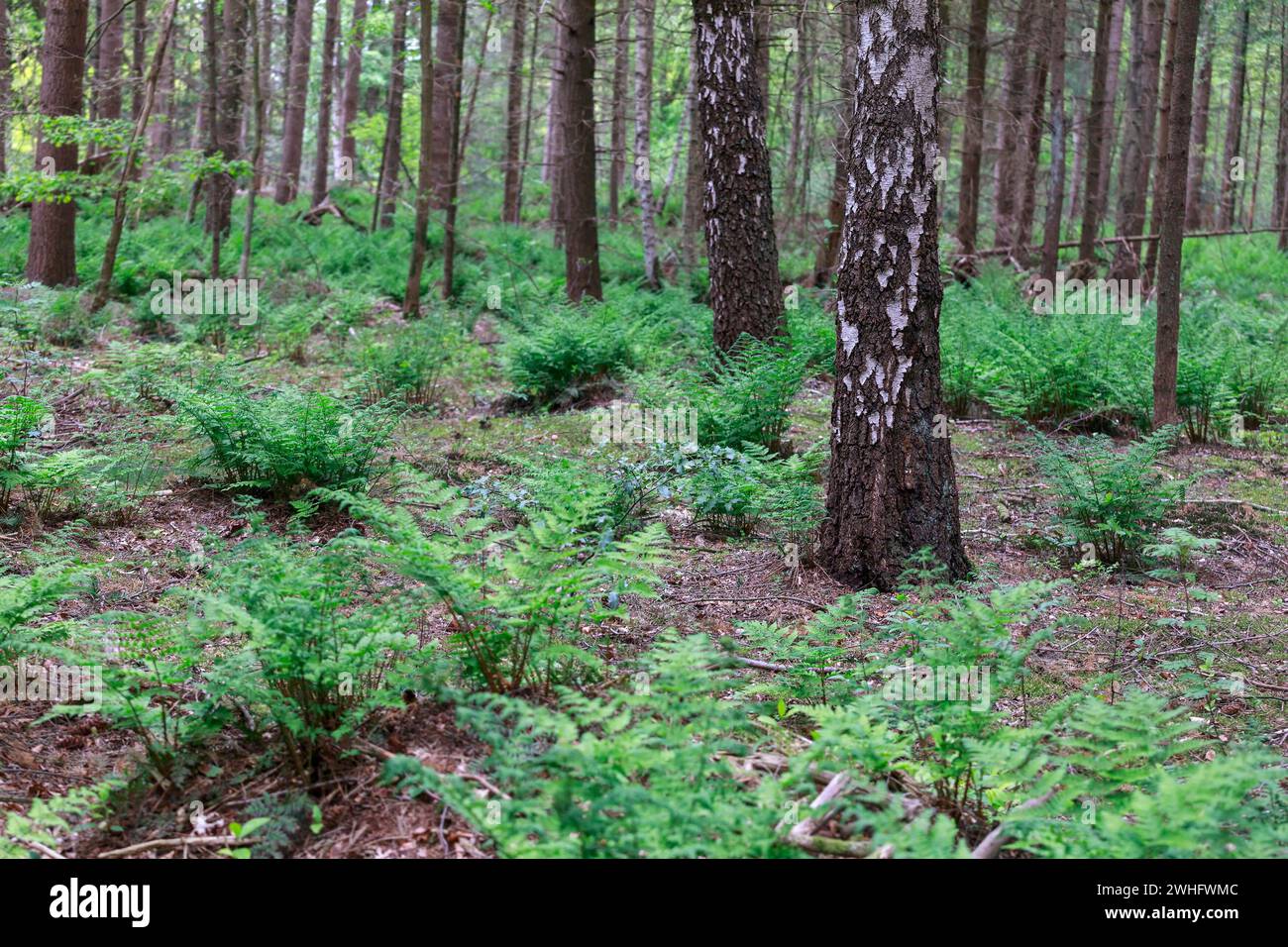 Birkenwald und grüner Farn Stockfoto