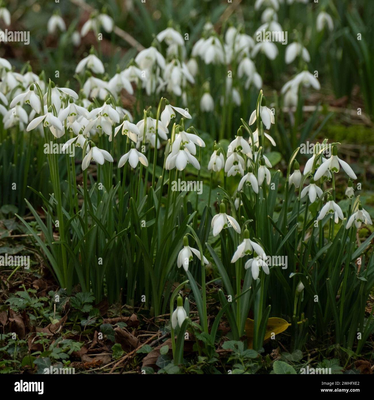 Wunderschöne Frühlingsschneeglöckchen, die draußen im Tageslicht geschossen wurden. Wilde Schneeglöckchen in Großbritannien. Stockfoto