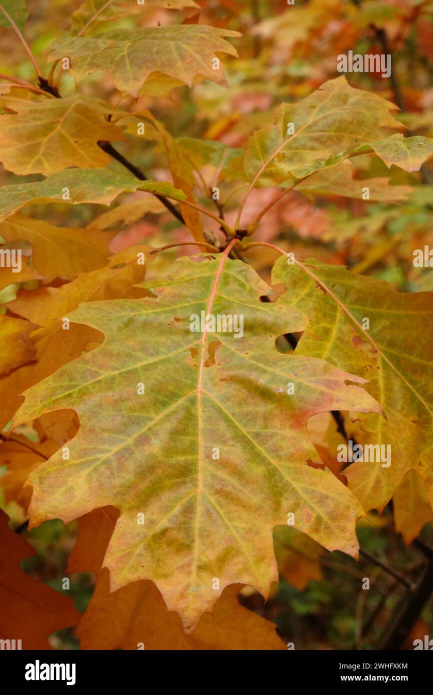 Natürliche vertikale, saisonale Herbstnähe auf einem amerikanischen Eichenblatt, Quercus rubra, hängt an einem Zweig im Wald Stockfoto