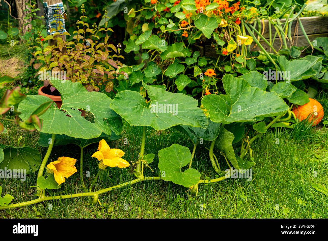 Kürbispflanze in einem städtischen Garten Stockfoto