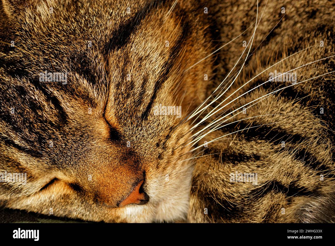 Schlafende männliche Katze Stockfoto