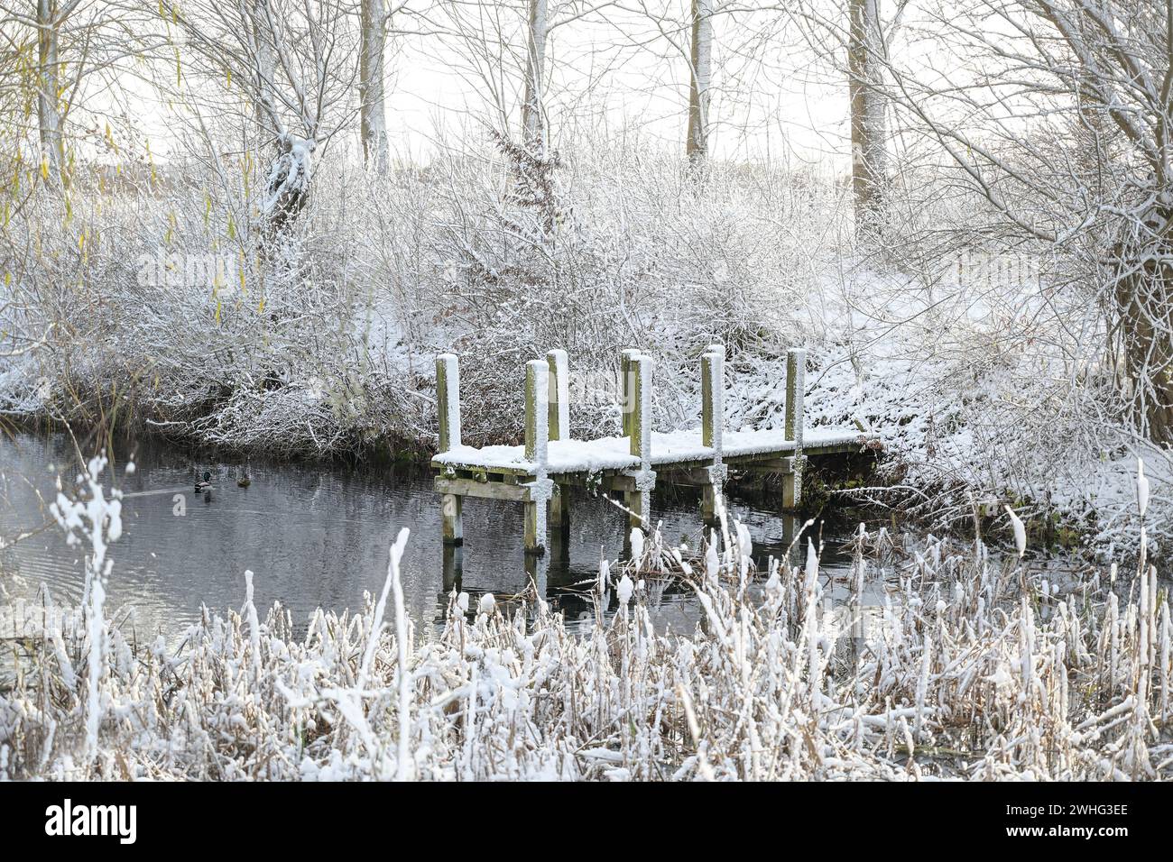 Verschneite Holzsteg im See zwischen Schilf und Büschen, ländliche Winterlandschaft, Kopierraum, ausgewählter Fokus Stockfoto
