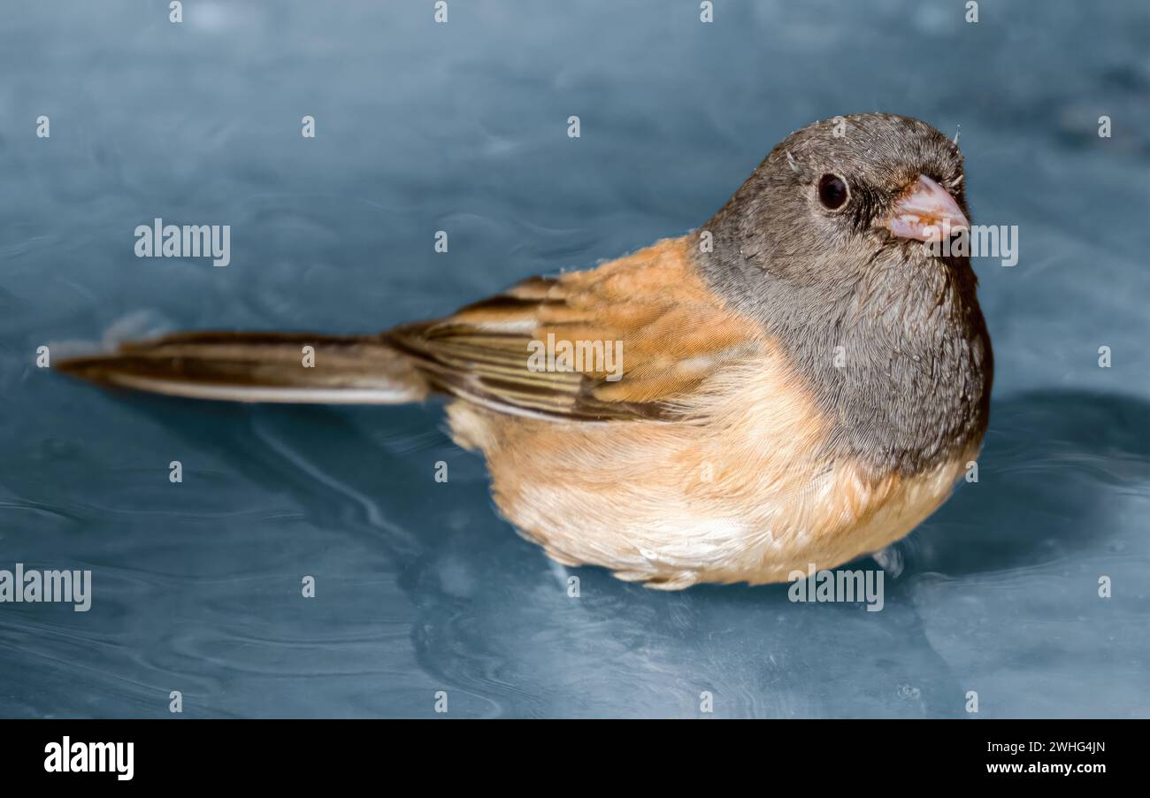 Der dunkeläugige Junco macht sich bereit für ein Bad. Cuesta Park, Santa Clara County, Kalifornien. Stockfoto