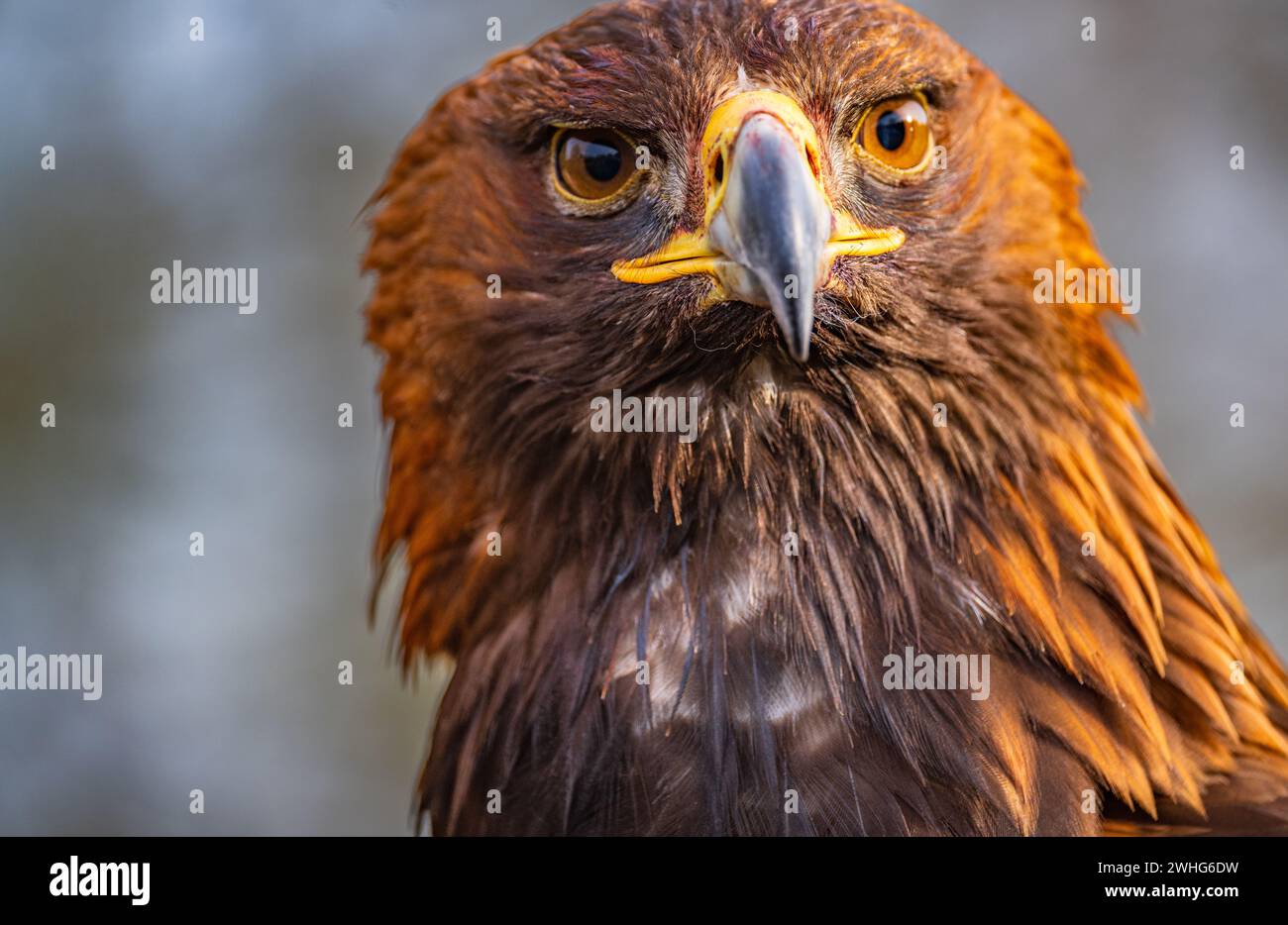 Ein Nahporträt eines Goldenen Adlers (Aquila chrysaetos) Stockfoto