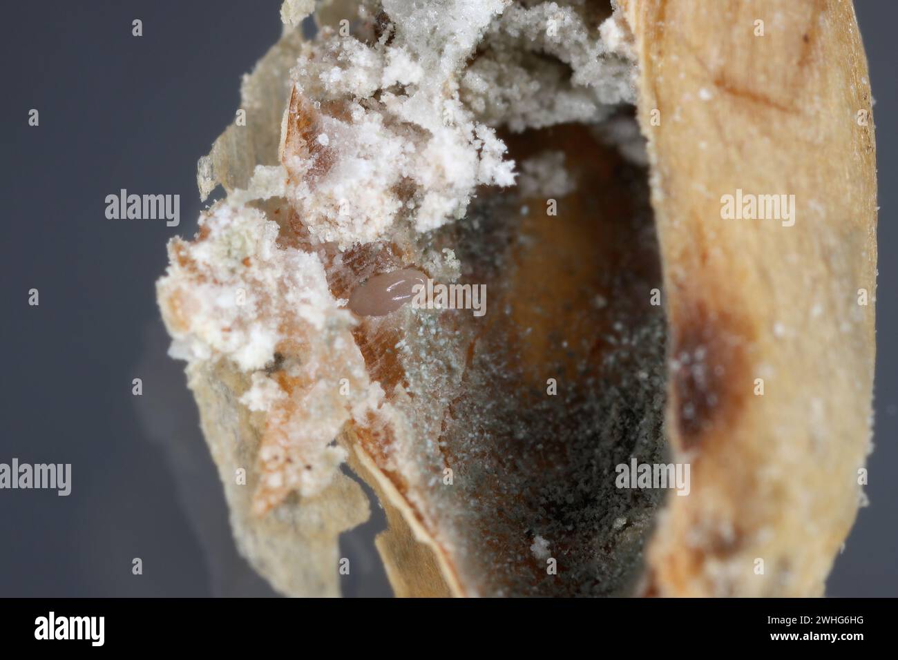 Kornkäfer (Sitophilus granarius), auch Kornkäfer oder Weizenkäfer genannt. Ei in das Getreide gelegt. Stockfoto