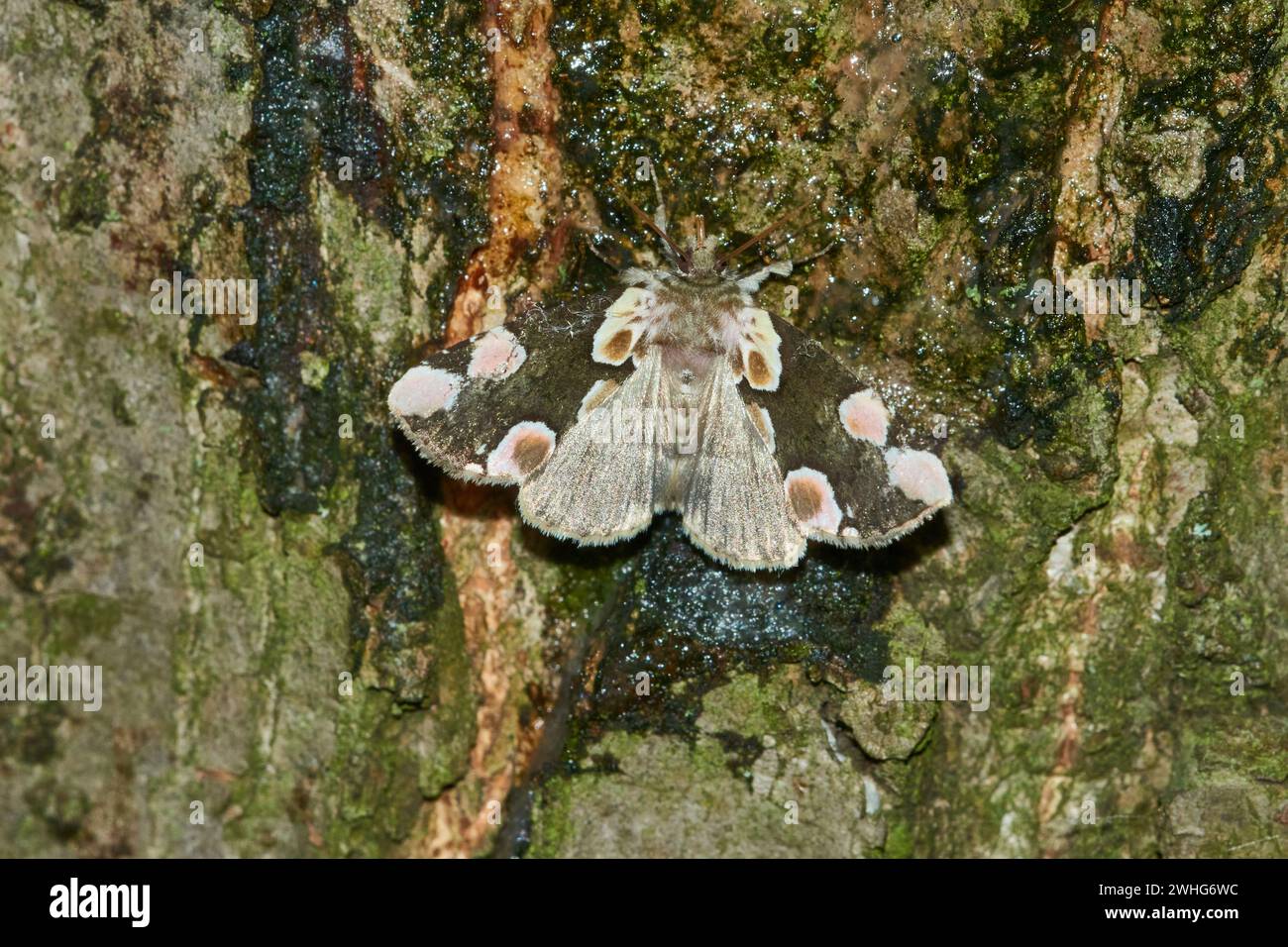 Pfirsichblüte (Thyatira batis) Stockfoto