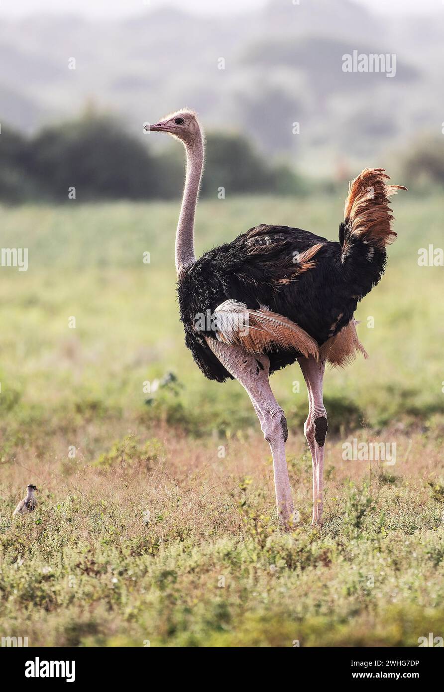 Strauß im Tsavo East National Park, Kenia, Afrika Stockfoto