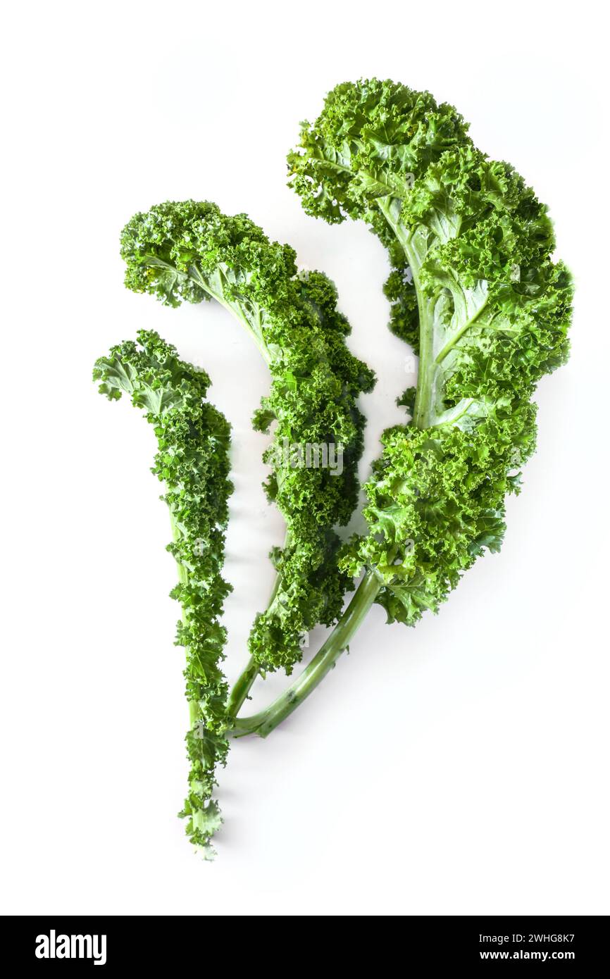 Drei lockige Blätter Grünkohl oder Grünblattkohl isoliert auf weißem Hintergrund, gesundes Wintergemüse, Kopierraum Stockfoto