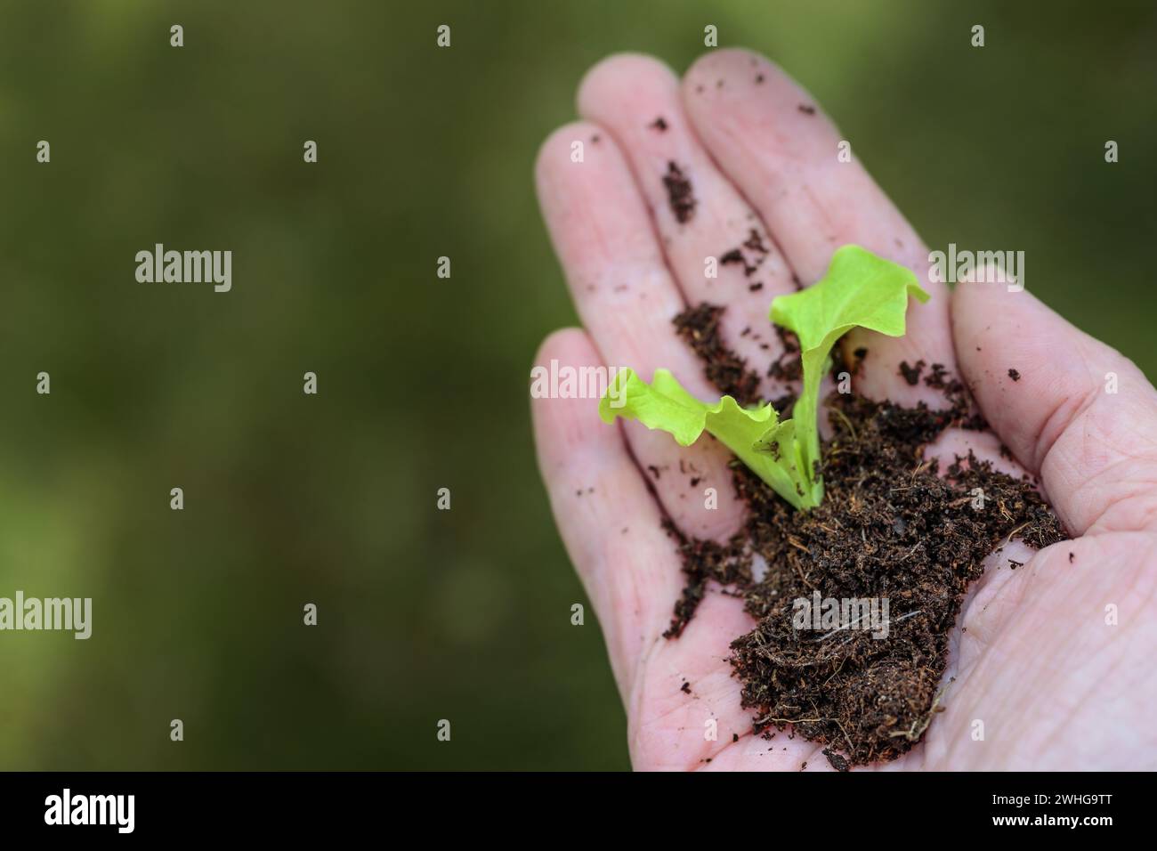 Setzling von Salat mit Wurzeln und Boden in der Hand eines Gärtners, Konzept für grünes Geschäft, umweltfreundliche Landwirtschaft und Sust Stockfoto