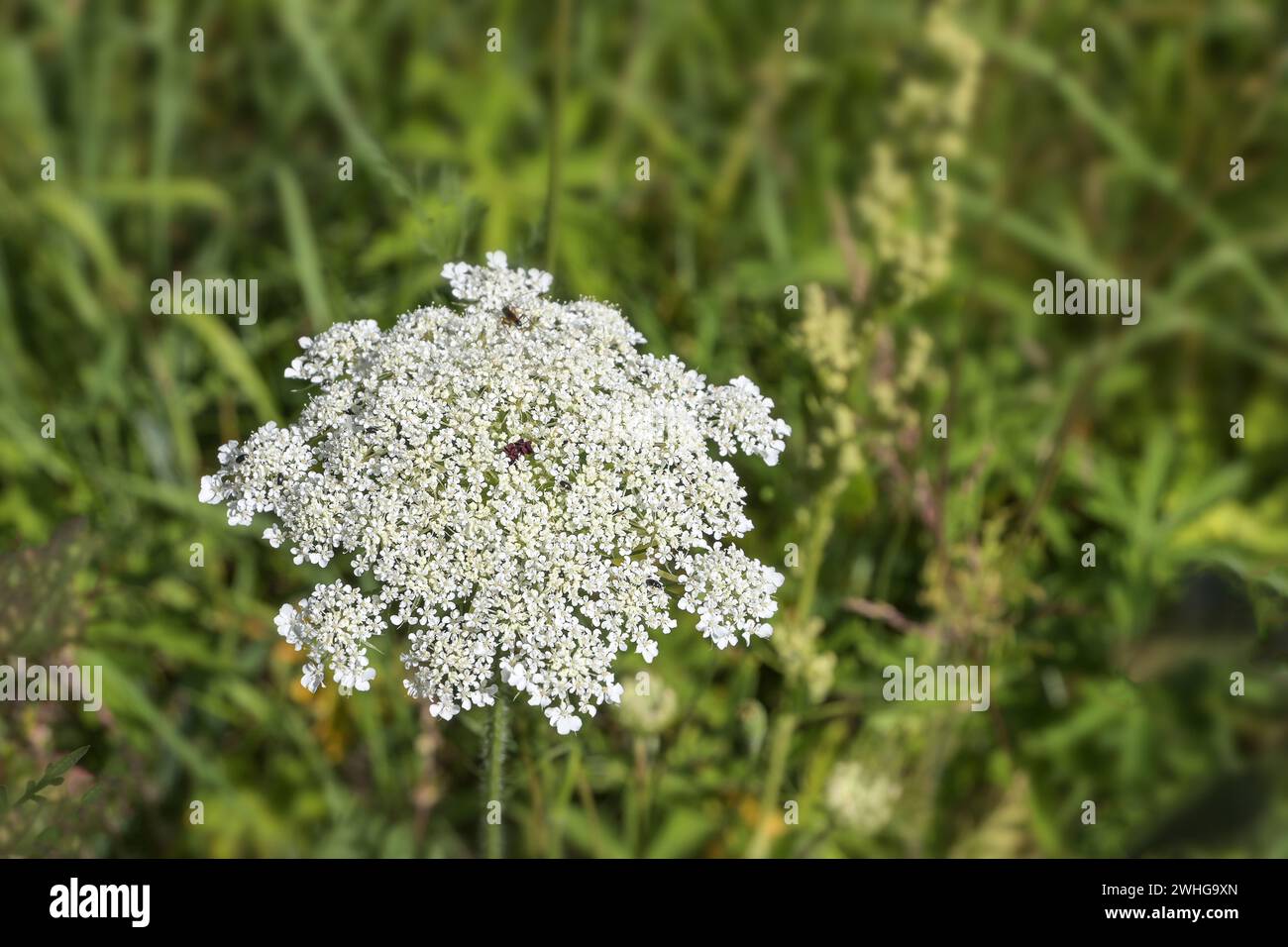 Blütenstand von Wildrohre (Daucus carota) mit violetten Röschen als Pseudoinsekte in der Mitte, kann mit Schafgarbe oder verwechselt werden Stockfoto