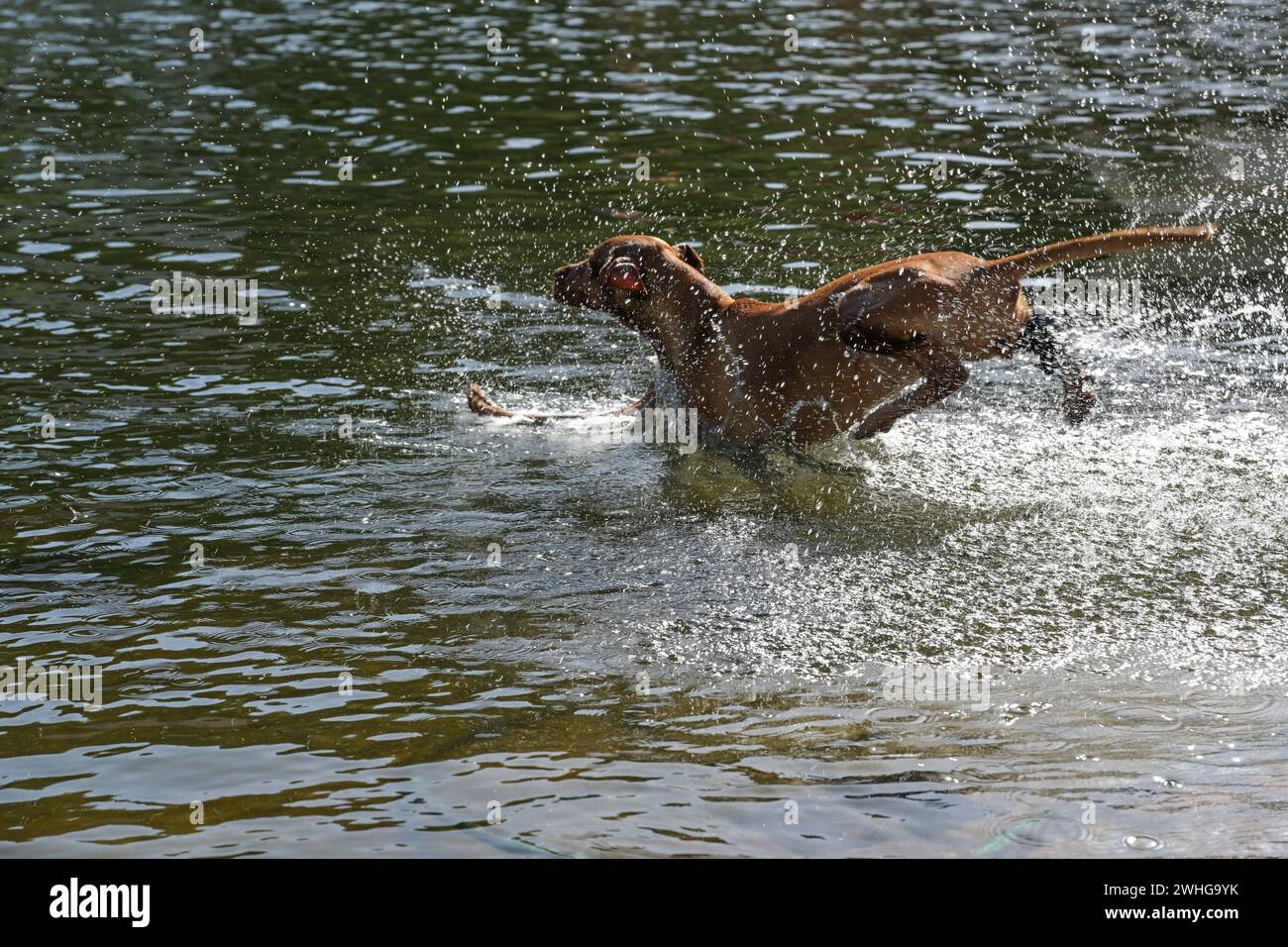 Hund, der im heißen Sommer mit viel Planschen, Spaß und Erfrischung am See ins Wasser springt, Kopierraum, ausgewählter Fokus Stockfoto