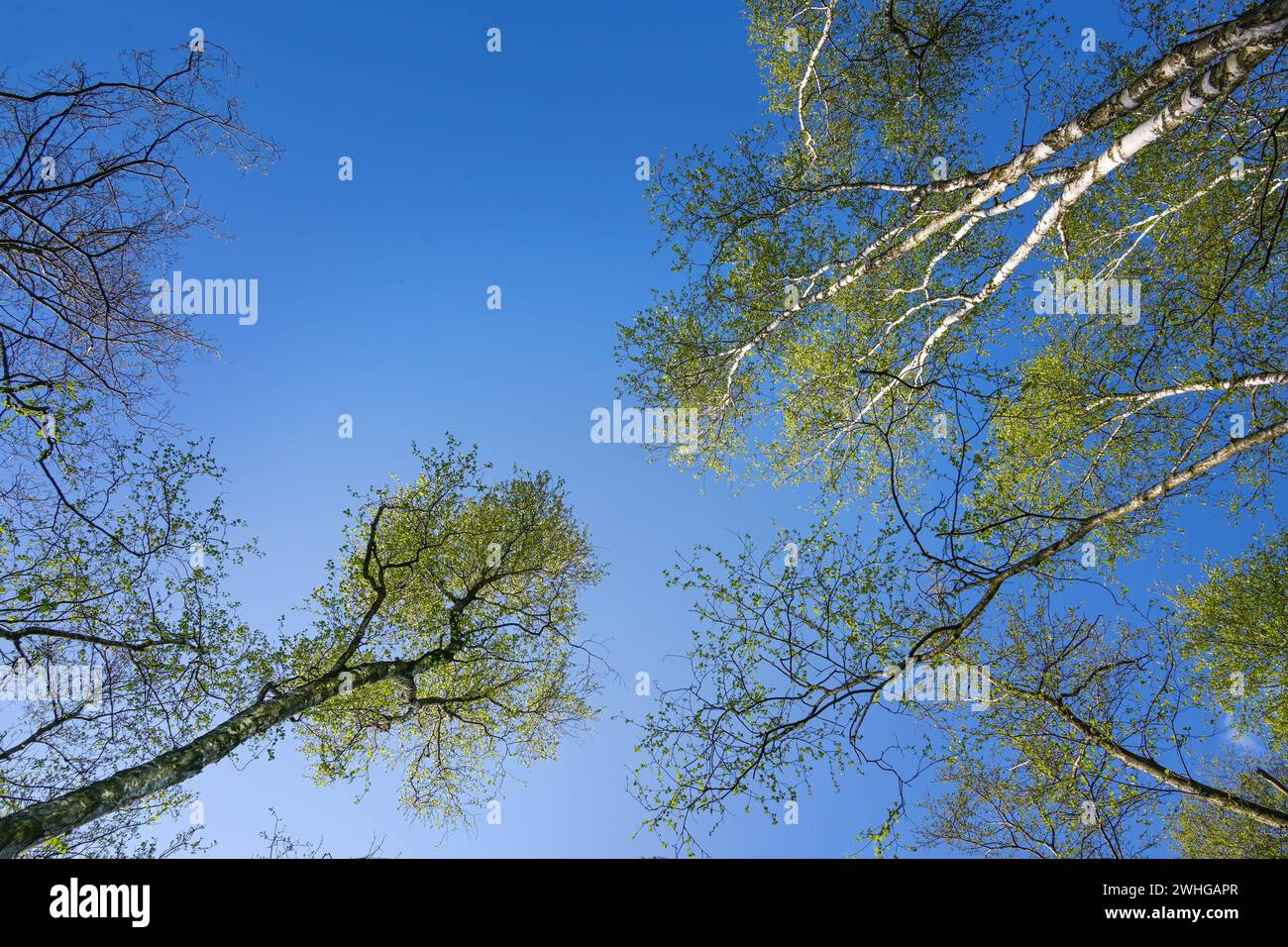 Blick in die Baumkronen von Birken- und Erlenbäumen mit grünen Frühlingsblättern vor einem klaren blauen Himmel, Kopierraum Stockfoto