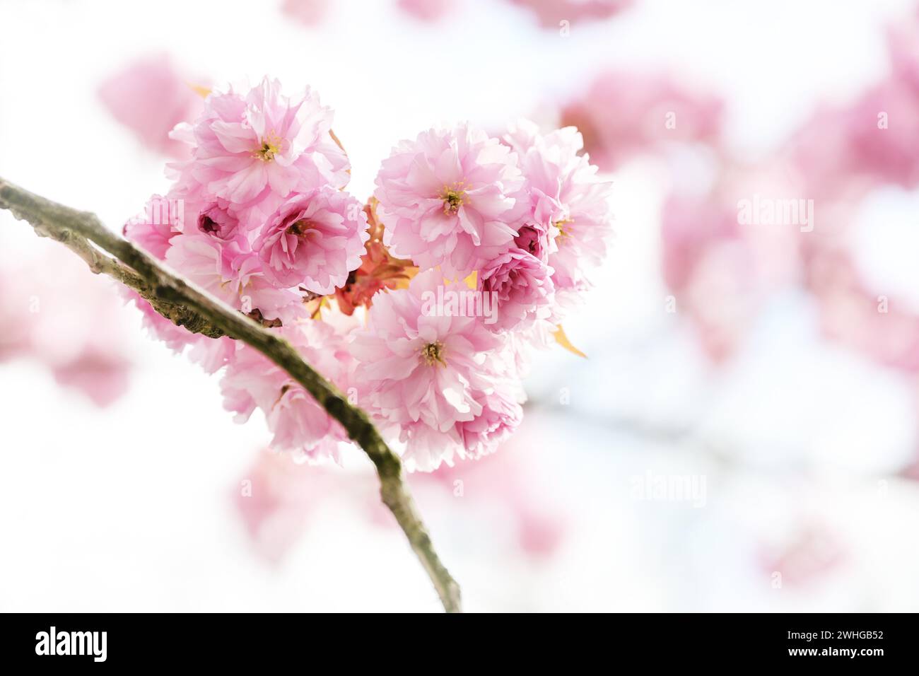 Zweig mit rosa Kirschblüten auf einem schönen blühenden Baum im Frühjahr, Kopierraum, ausgewählter Fokus Stockfoto