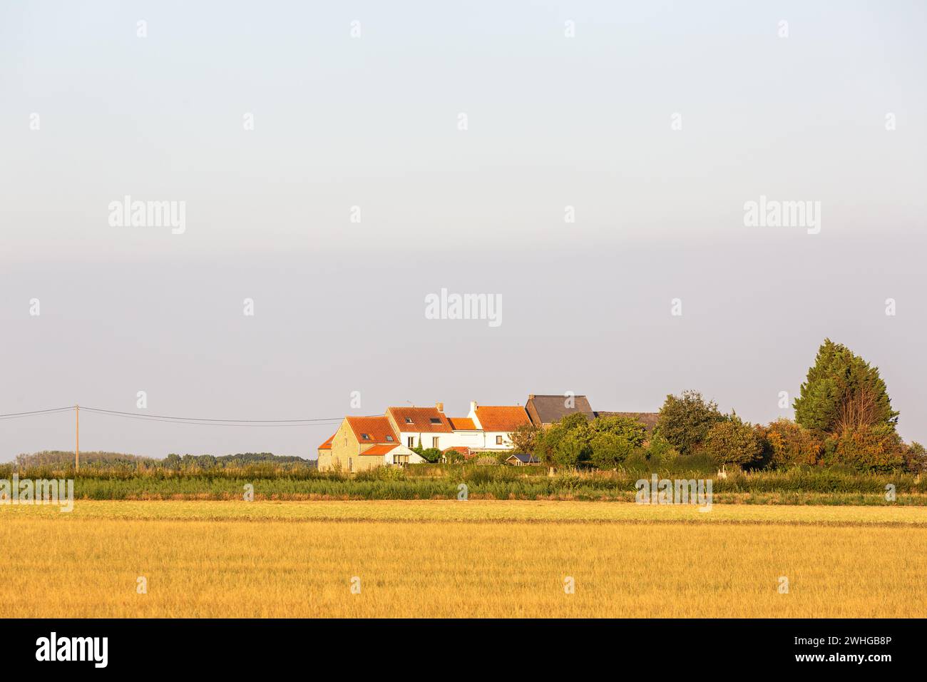 Gruppe von Häusern hinter einer Hecke von Bäumen, am Rande eines kürzlich geernteten Weizenfeldes Stockfoto