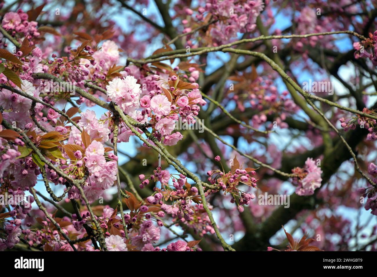 Rosafarbene Kirschblüten auf einem wunderschönen blühenden Baum im Frühjahr, Kopierraum, ausgewählter Fokus Stockfoto