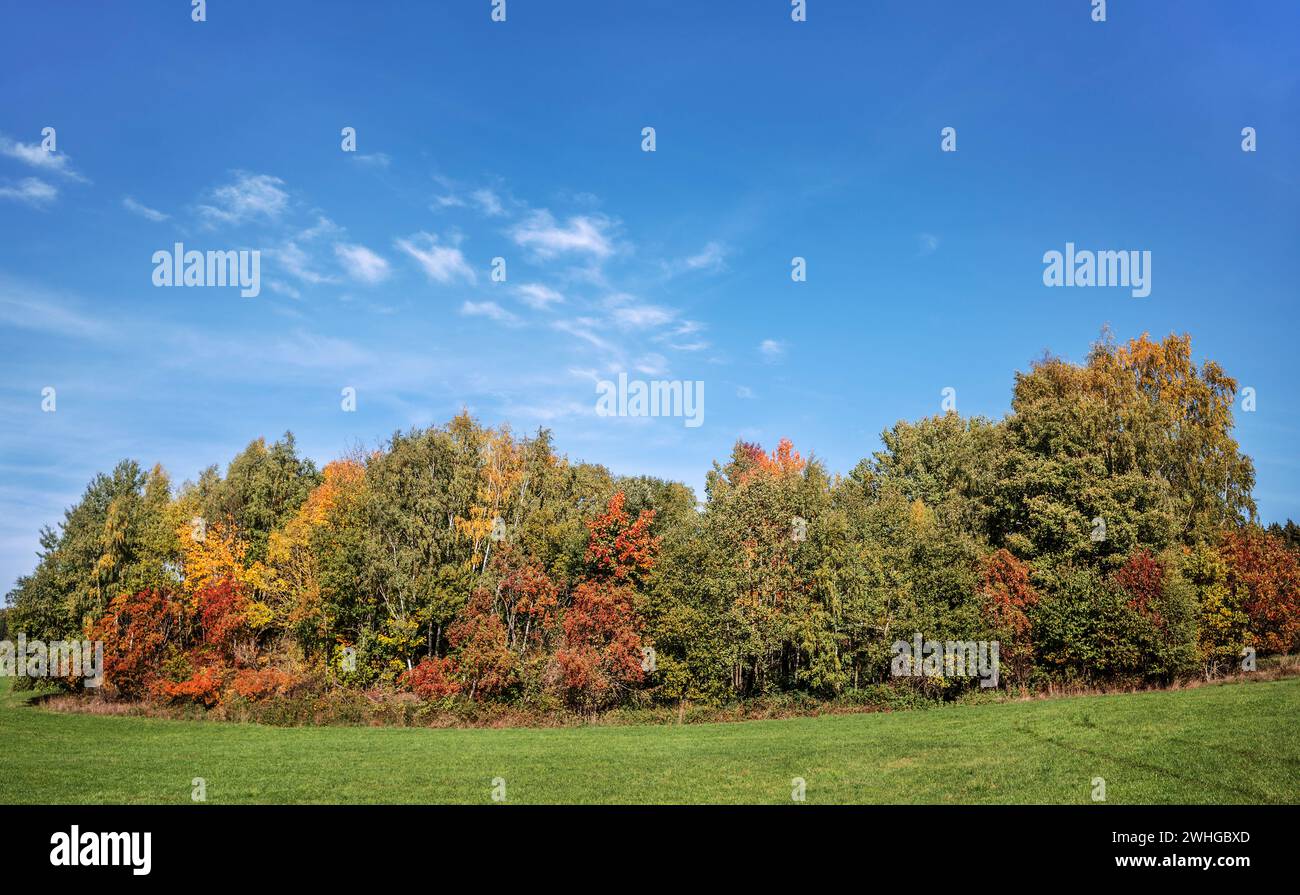 Baumgruppe im Herbst Stockfoto
