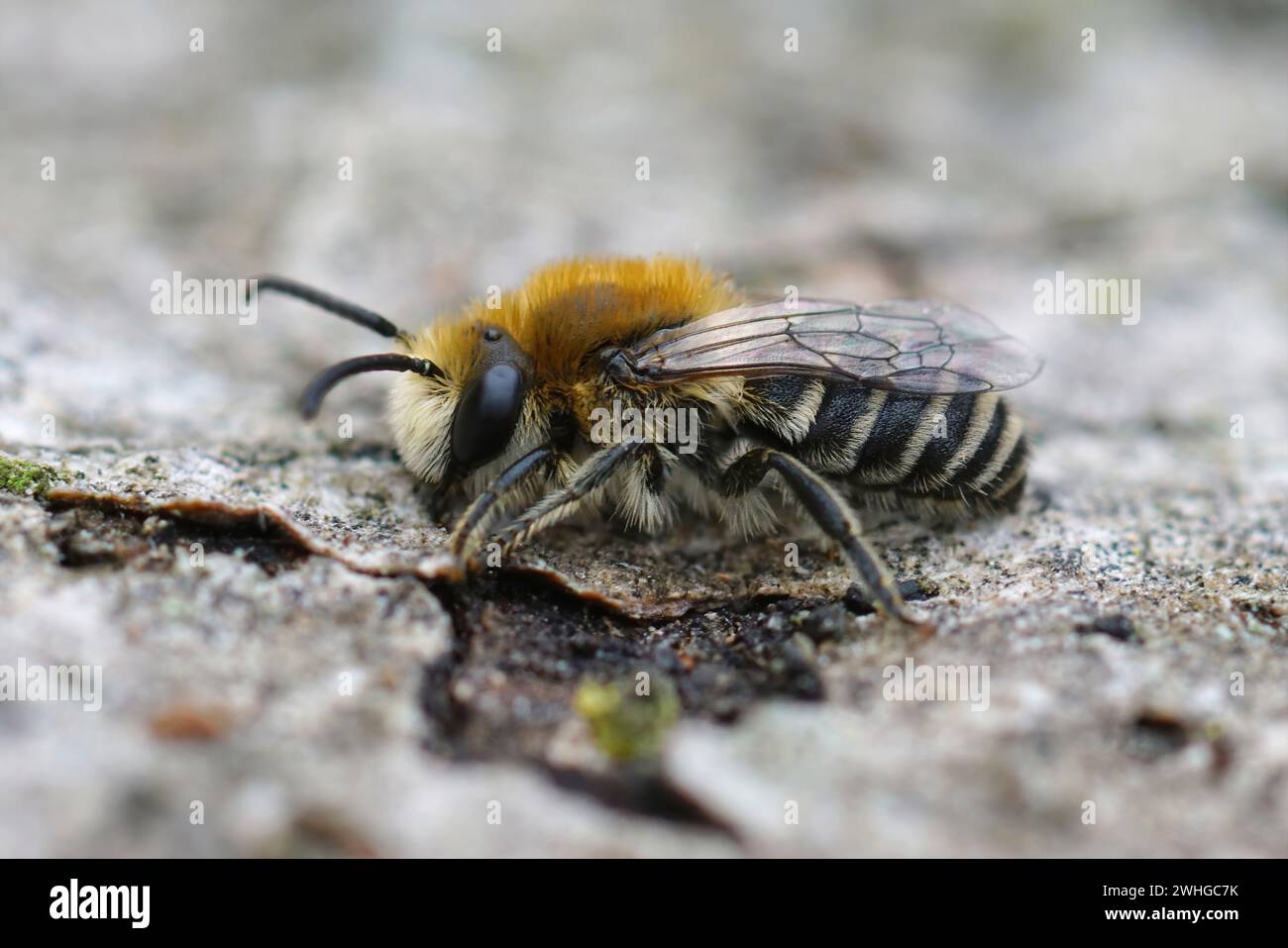 Natürliche Nahaufnahme auf einer flauschigen, pelzigen männlichen Cellophane-Einzelbiene, Colletes daviesanus, der auf Holz sitzt Stockfoto