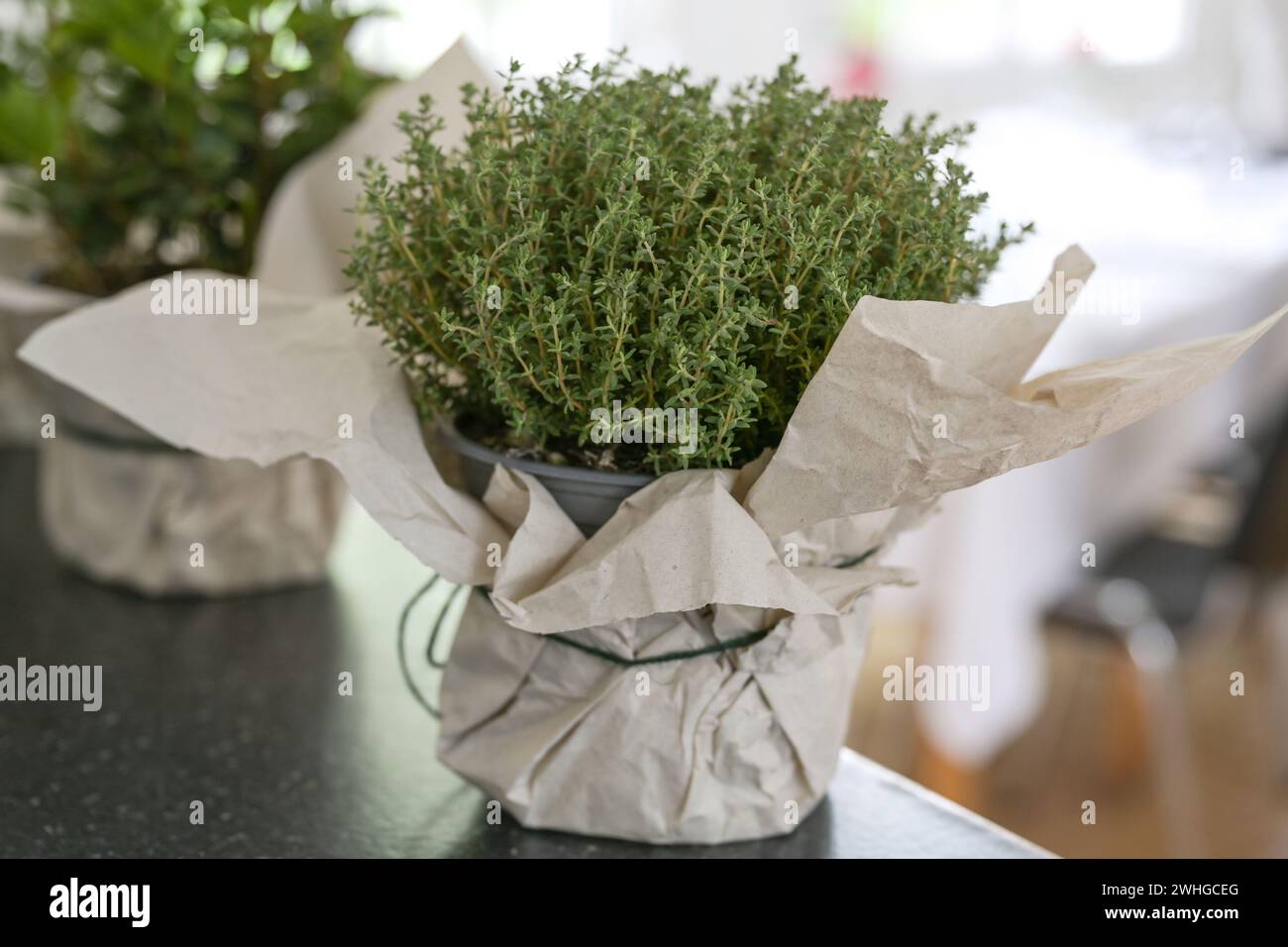 Thymianpflanze im Topf mit dekorativer Papierverpackung auf einer Küchentheke als Indoor-Kräutergarten, ausgewählter Fokus Stockfoto