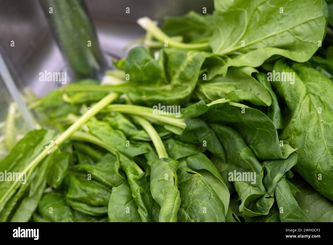 Grüne Bio-Spinatblätter frisch geerntet und gewaschen in der Küchenspüle, ausgewählter Fokus Stockfoto
