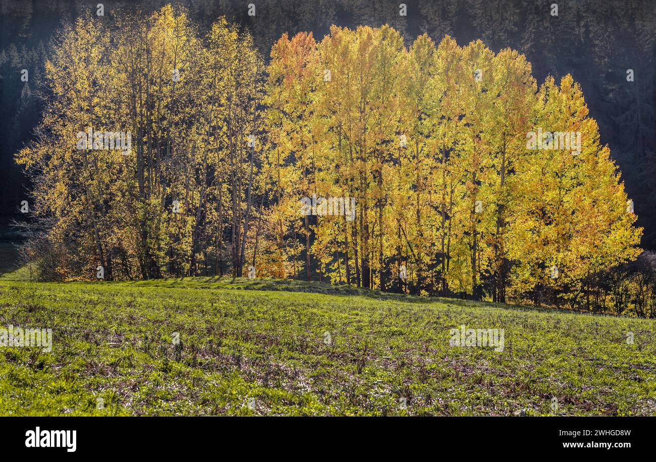 Herbstbaumgruppe vor dem Wald Stockfoto