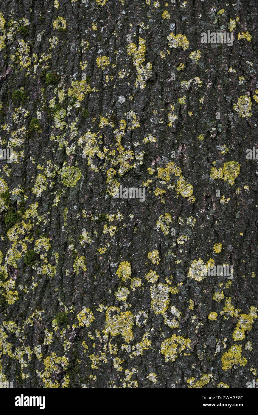 Abstrakte Hintergrundtextur, dunkle Rinde mit Flechten und Moos auf einem Baumstamm, Vollformat, Kopierraum Stockfoto