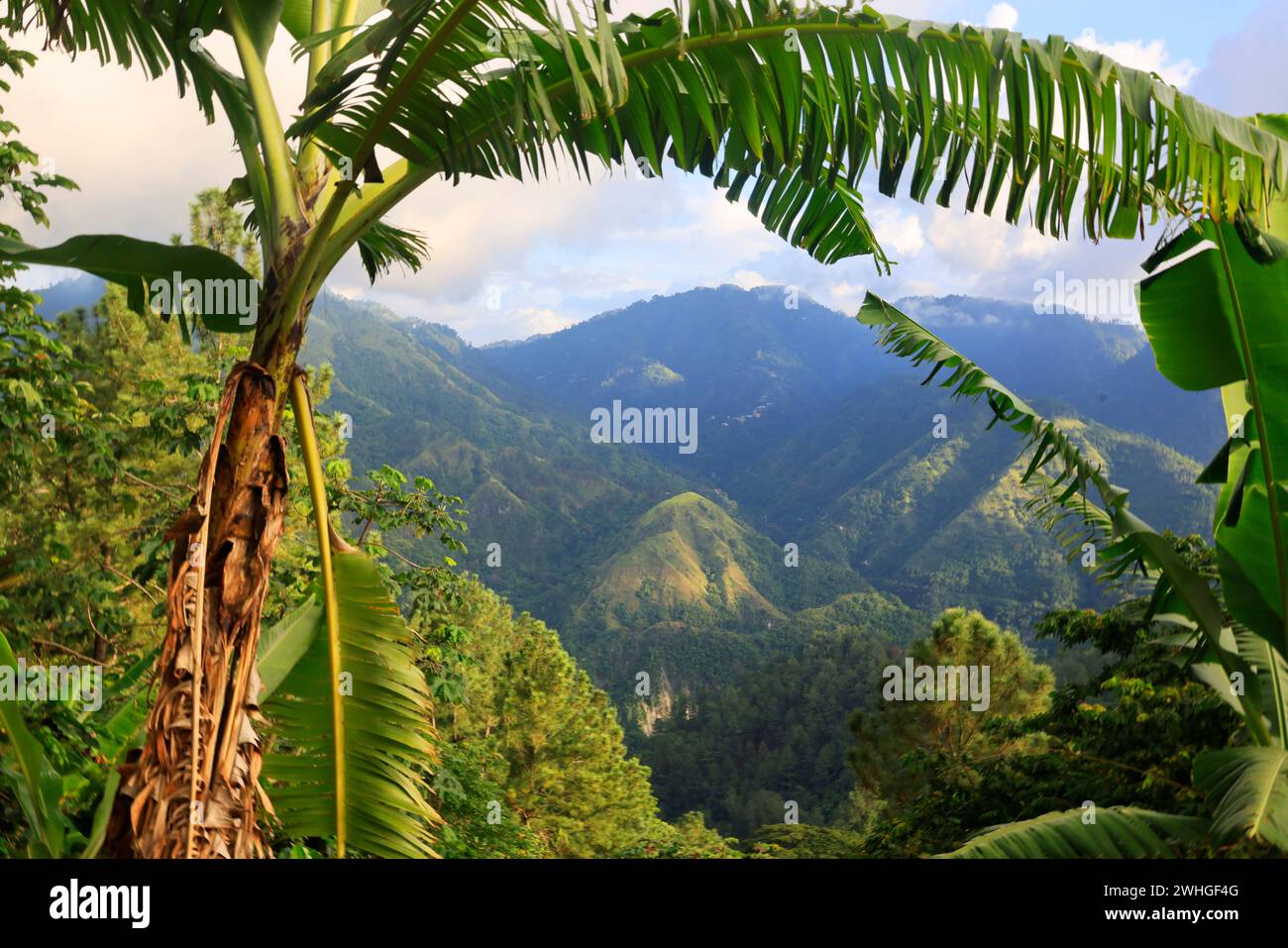 Die Blue Mountains in Jamaika, der Karibik, Mittelamerika Stockfoto