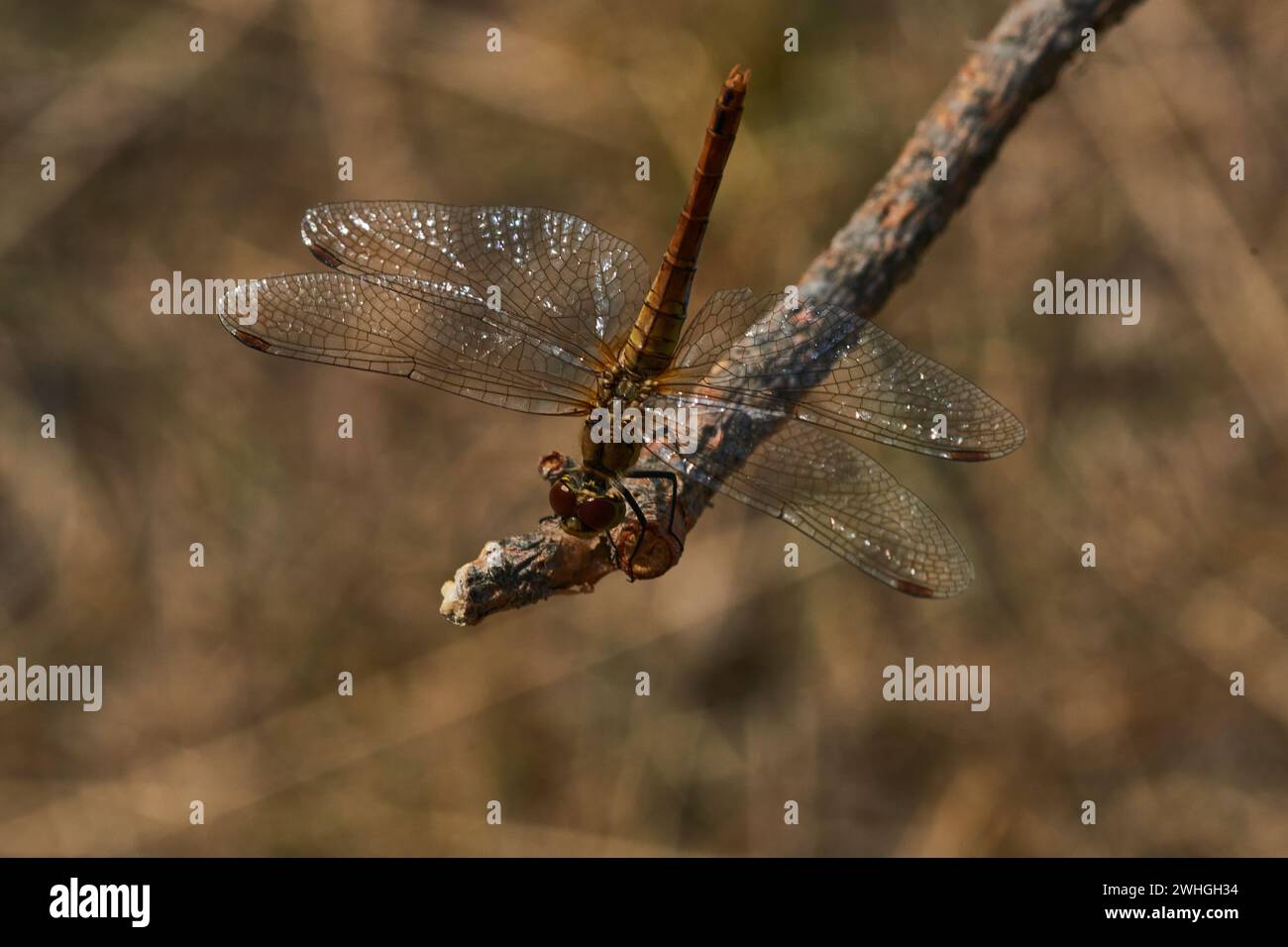 Weiblicher Ruddy-Darter Stockfoto