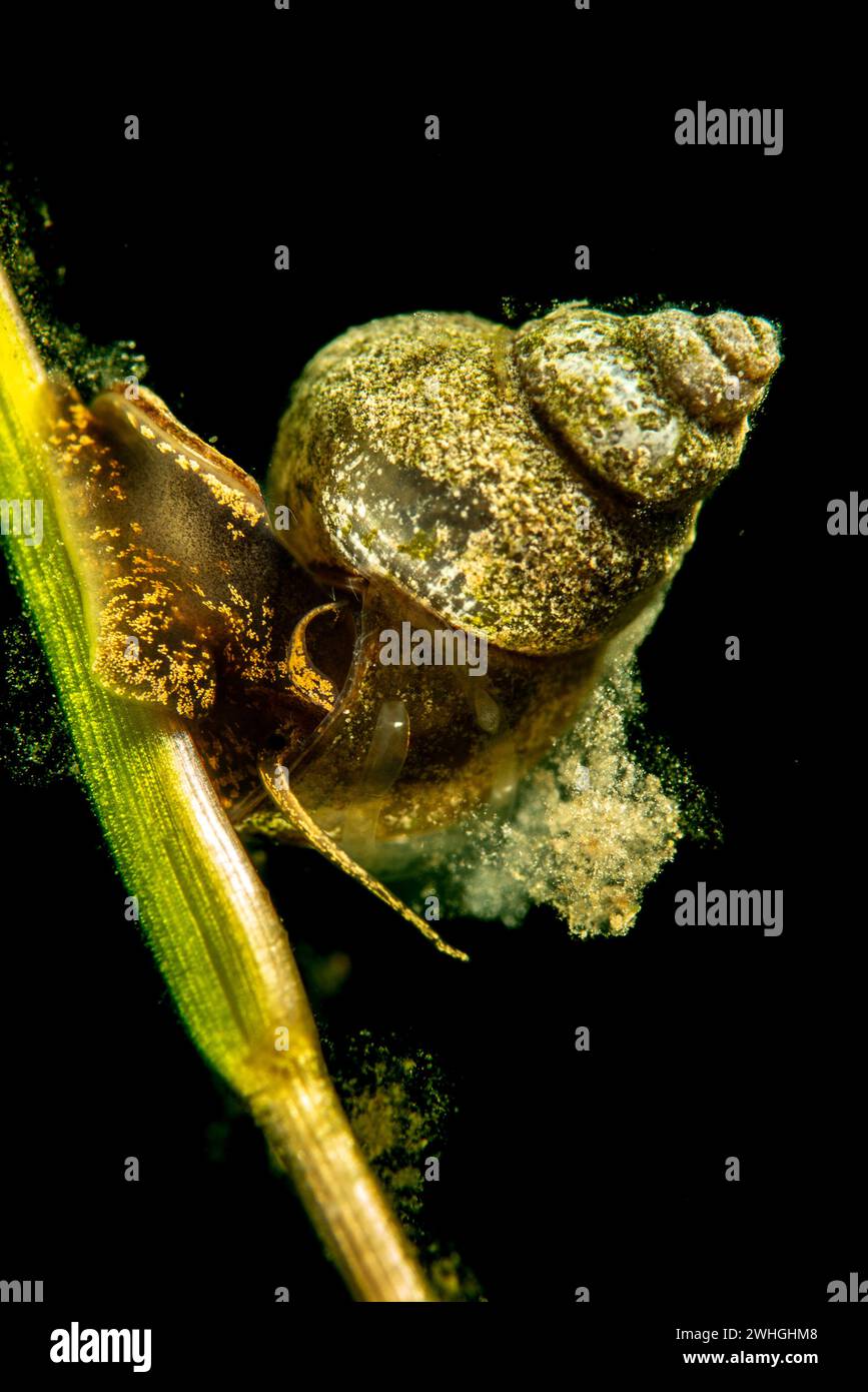 Schnecke - Makrophotographie Stockfoto
