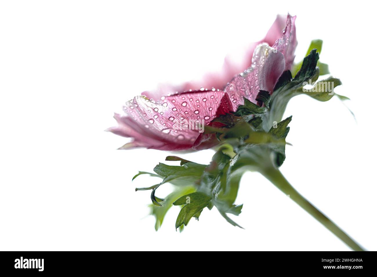 Rosa lila Anemonenblumenkopf mit Tautropfen in den Blütenblättern isoliert auf weißem Hintergrund, Nahaufnahme, Kopierraum, ausgewählt Stockfoto